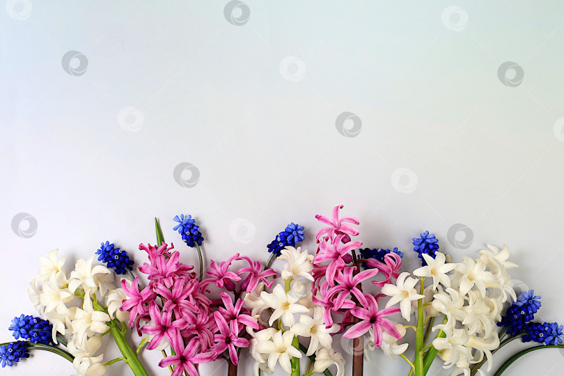 Скачать Красивые весенние цветы - гиацинты и мускари - на светлом фоне, баннер.Абстрактная цветочная композиция, натюрморт с пространством для текста, цветочная праздничная открытка, концепция летнего поздравления, выборочный фокус фотосток Ozero