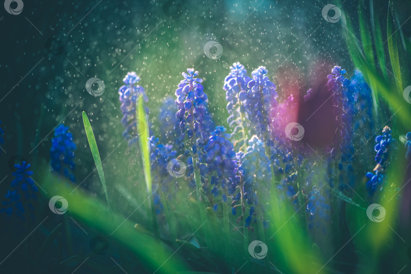 Скачать Голубые цветы мускари и свежая зеленая трава крупным планом, изображение с выборочной фокусировкой. фотосток Ozero
