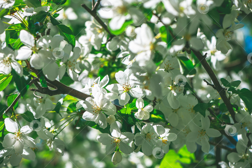 Скачать Свежие красивые цветы яблони, распускающиеся весной фотосток Ozero