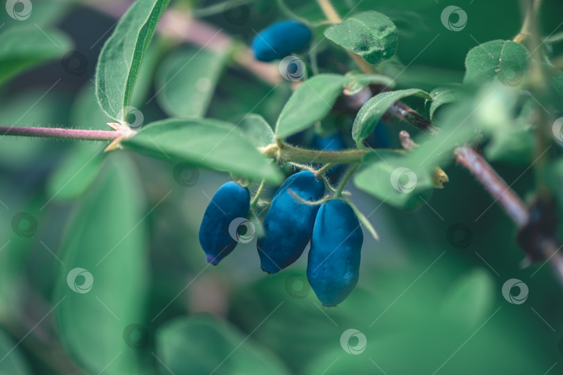 Скачать Спелые сладкие ягоды голубой жимолости, Lonicera caerulea или Haskap на кустах в весеннем саду фотосток Ozero