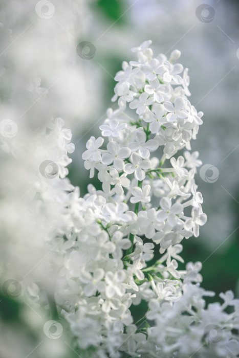 Скачать Красивый куст белой сирени цветет весной, весна, цветение фотосток Ozero