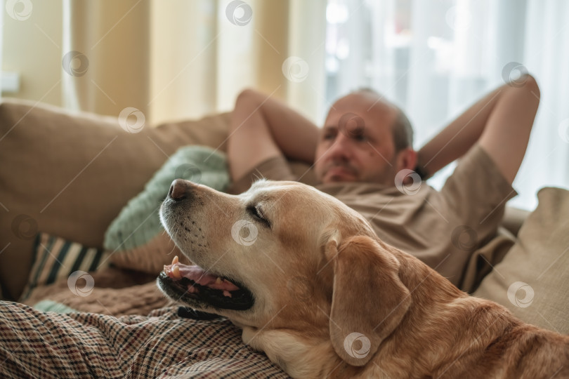 Скачать Очаровательная собачка лабрадор со своим хозяином отдыхают вместе, лежа на диване фотосток Ozero