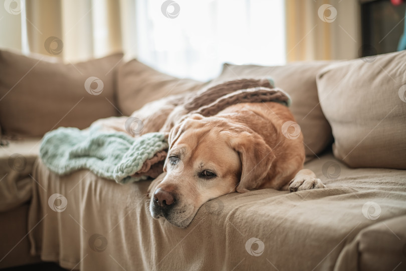 Скачать очаровательный пес лабрадор спит дома на диване, укрывшись одеялом. дом, уют, семья фотосток Ozero