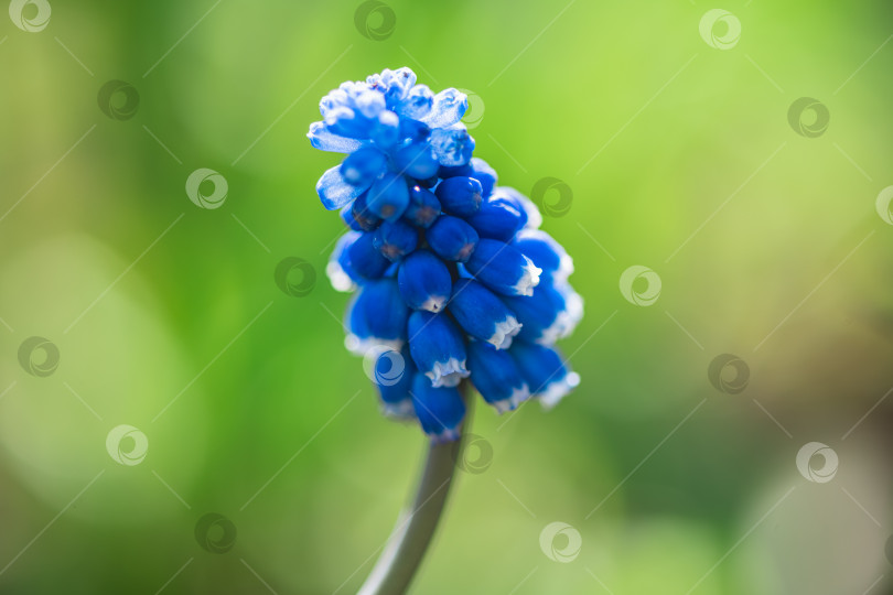 Скачать мускари с голубыми цветами весной на открытом воздухе. садоводство, разведение цветов, весна, цветение фотосток Ozero