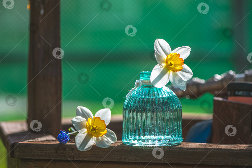 Скачать Красивые белые цветы нарцисса в голубой, бирюзовой вазе, весенняя композиция фотосток Ozero