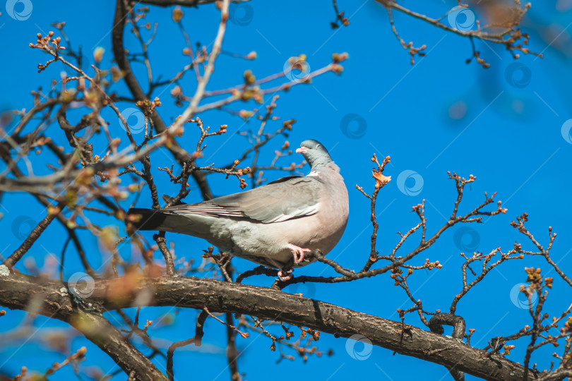 Скачать обыкновенный вяхирей Columba palumbus на ветке дерева весной фотосток Ozero