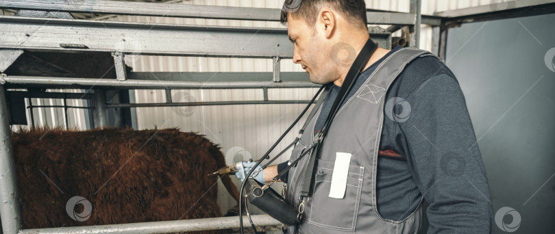 Скачать ветеринар делает необходимые инъекции молочному скоту, уделяя особое внимание основным методам охраны здоровья, которые лежат в основе продуктивного и устойчивого молочного животноводства фотосток Ozero