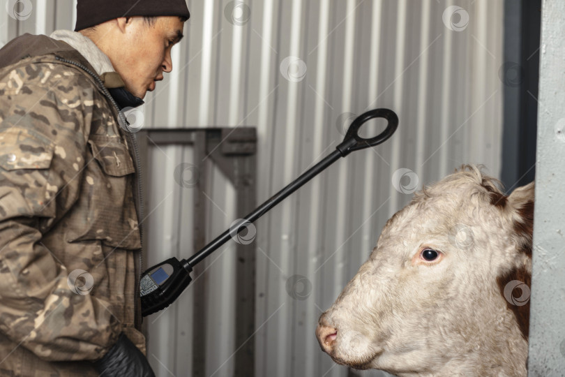 Скачать фермер, использующий цифровой сканер на корове, демонстрирует, как технология помогает лучше управлять здоровьем животных и их разведением фотосток Ozero