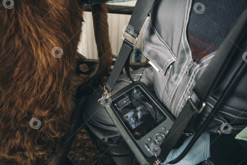 Скачать Инновации на ферме: Ультразвуковая технология: Ветеринары используют ультразвуковую технологию фотосток Ozero