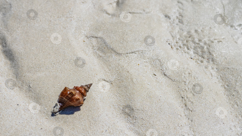 Скачать Отлив. На мокром песке пляжа лежит морская ракушка. фотосток Ozero