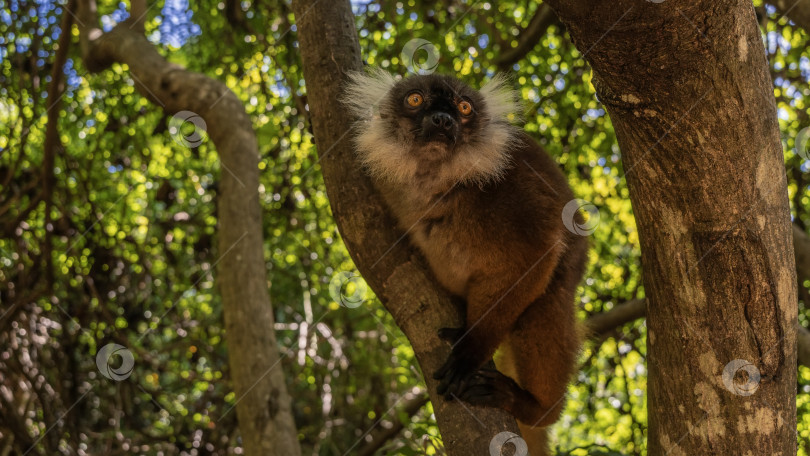 Скачать Любопытная самка лемура Eulemur macaco сидит на стволе дерева фотосток Ozero