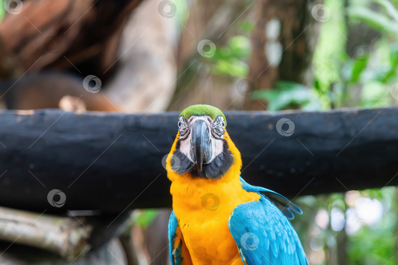 Скачать Сине-желтый ара фотосток Ozero