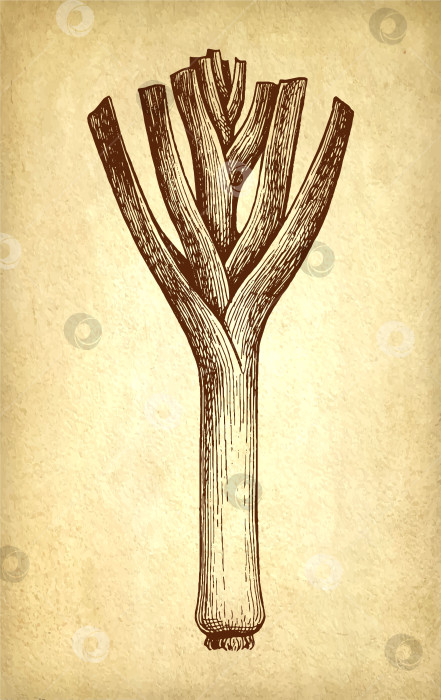 Скачать Рисунок тушью с луком-пореем. фотосток Ozero