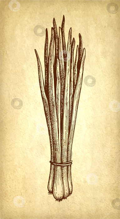 Скачать Рисунок тушью с зеленым луком. фотосток Ozero