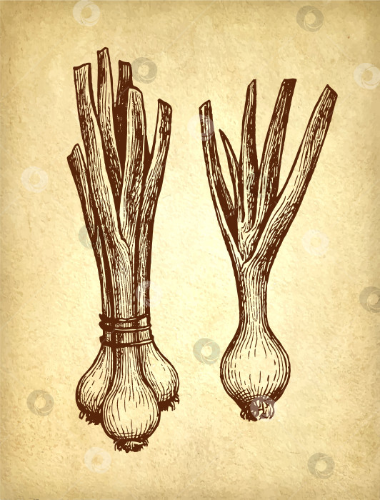 Скачать Рисунок тушью с зеленым луком-шалотом. фотосток Ozero