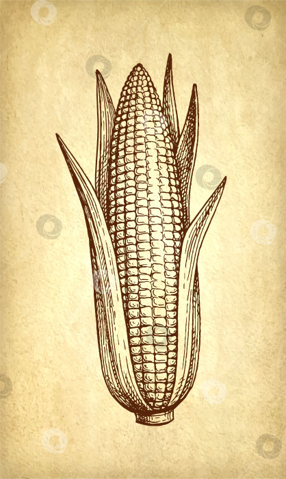 Скачать Рисунок кукурузы тушью. фотосток Ozero