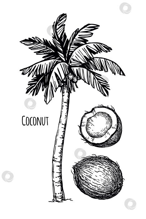Скачать Кокосовый орех и пальма фотосток Ozero