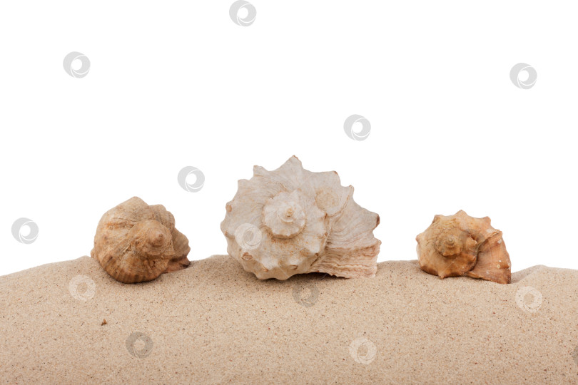 Скачать Морские ракушки на пляже, изолированные на белом фоне фотосток Ozero
