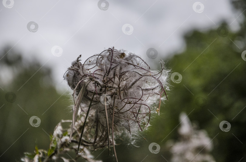 Скачать Цветок хлопчатника на лугу в сельской местности летом. фотосток Ozero