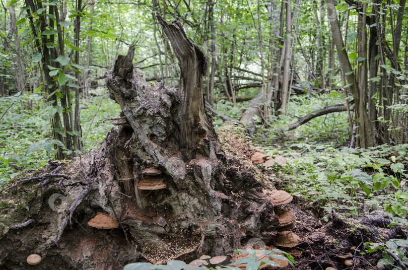 Скачать Деревья в лесу с растущими на них грибами крупным планом фотосток Ozero