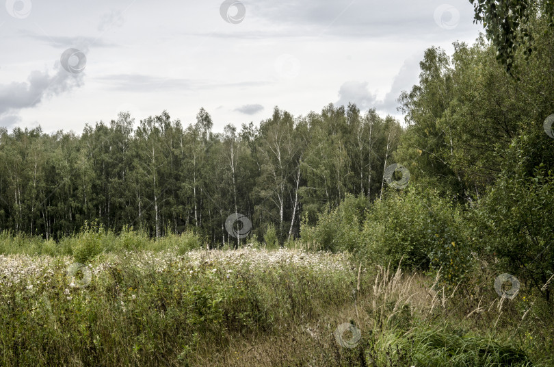 Скачать летний пейзаж березового леса и луга в России фотосток Ozero