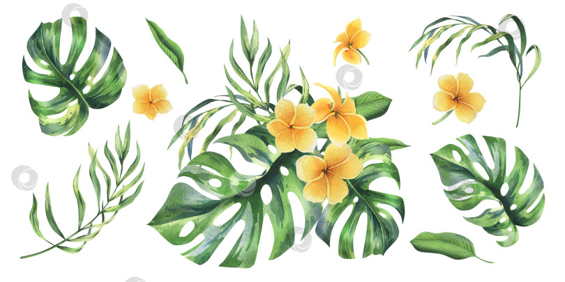 Скачать Листья тропической пальмы, монстеры и желтые цветы плюмерии, франжипани, яркие и сочные. Ботаническая иллюстрация, выполненная вручную акварелью. Набор элементов, выделенных на фоне. фотосток Ozero