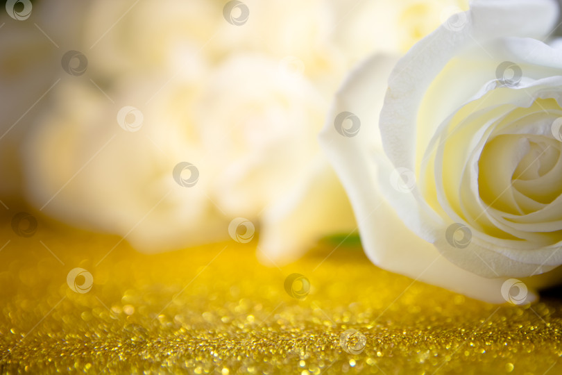 Скачать Бутоны белых роз на золотом фоне. фотосток Ozero