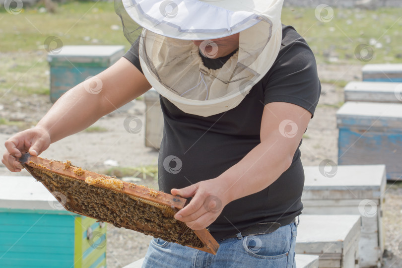 Скачать Занимаясь пчеловодством, мужчина осматривает пчел в ульях. фотосток Ozero