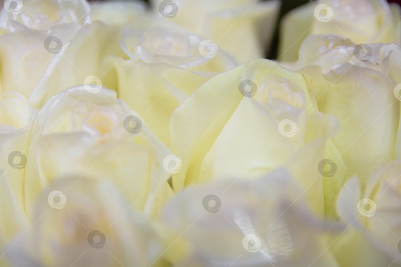 Скачать Букет белых роз крупным планом на заднем плане. фотосток Ozero