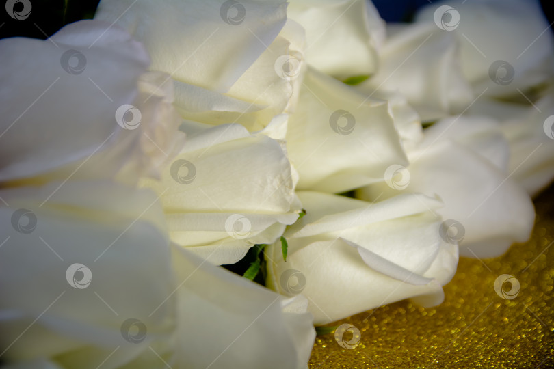 Скачать Бутоны белых роз на золотом фоне. фотосток Ozero