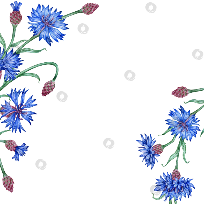 Скачать Васильки синие цветы в рамке акварелью фотосток Ozero