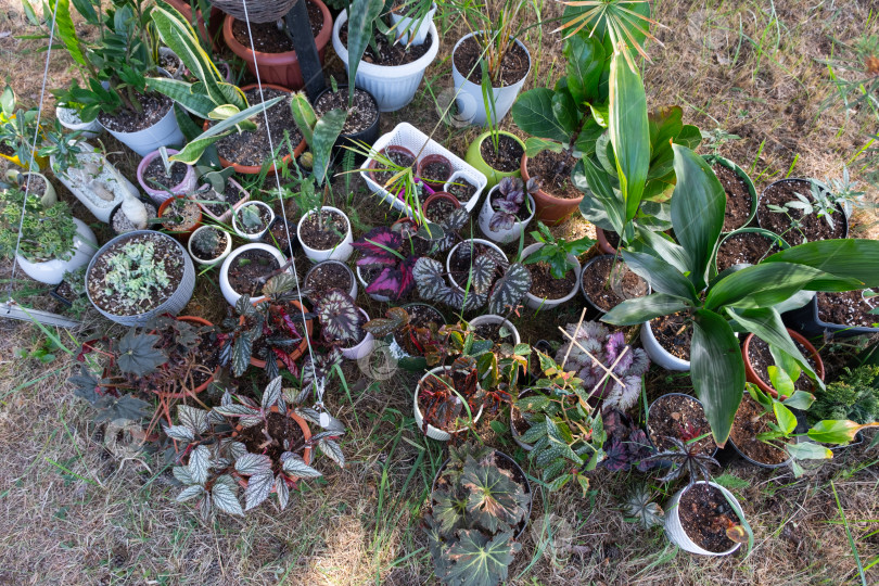 Скачать Домашние тропические растения летом выгуливают на свежем воздухе для ускорения роста. Домашние растения в горшках на прогулке в саду фотосток Ozero