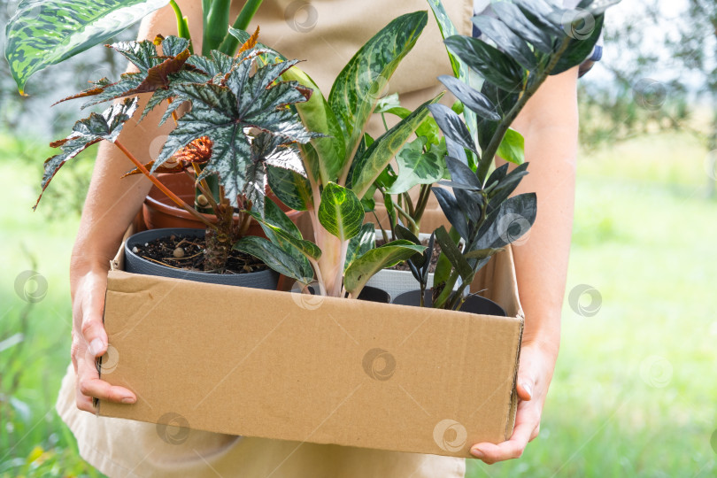Скачать Флорист упаковывает комнатные растения в горшках в коробку для доставки покупателю. Продажа, безопасная отправка растений из магазина, посылка. Цветочный магазин, малый бизнес на дому, питомник растений фотосток Ozero
