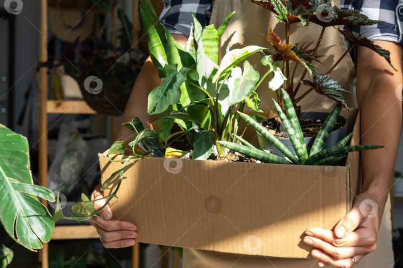 Скачать Флорист упаковывает комнатные растения в горшках в коробку для доставки покупателю. Продажа, безопасная отправка растений из магазина, посылка. Цветочный магазин, домашний бизнес фотосток Ozero