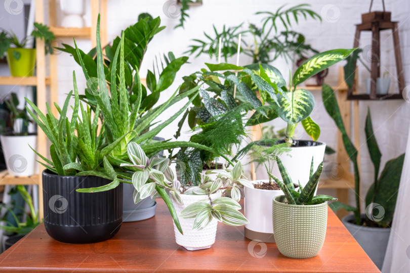 Скачать Группа популярных комнатных растений на столе в интерьере: калатея, алоэ, диффенбахия, сансевиерия, фикус. Выращивание комнатных растений и уход за ними, зеленый дом, полив, удобрения фотосток Ozero
