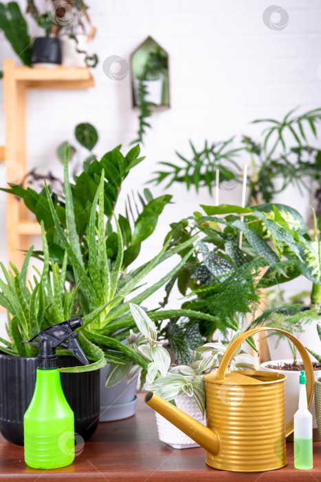 Скачать Группа популярных комнатных растений на столе в интерьере: калатея, алоэ, диффенбахия, сансевиерия, фикус. Выращивание комнатных растений и уход за ними, зеленый дом, полив, удобрения фотосток Ozero