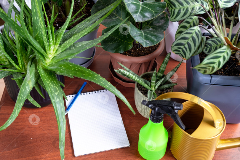 Скачать Пустой блокнот-макет с ручкой на столе с домашними растениями в горшках. Записываю рекомендации по уходу за растениями фотосток Ozero