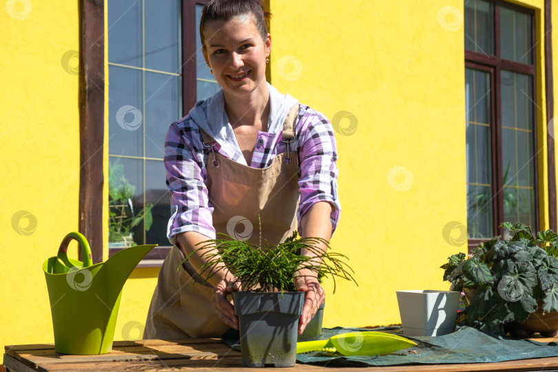 Скачать Женщина-флорист в фартуке пересаживает хвойные растения можжевельника на открытом воздухе для озеленения. фотосток Ozero