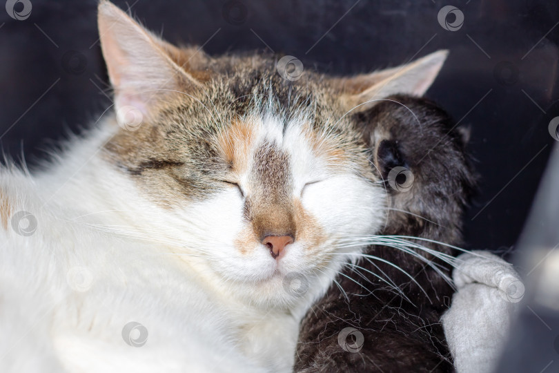 Скачать Крупный план спящей кошки с закрытыми глазами и мехом фотосток Ozero