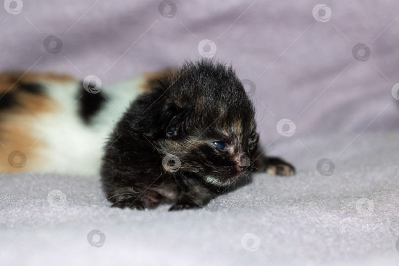 Скачать Маленькая кошачья кошка с усами лежит на белом одеяле фотосток Ozero