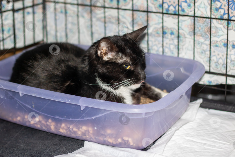 Скачать Кошка из семейства кошачьих, лежащая в фиолетовой коробке из-под зоотоваров фотосток Ozero