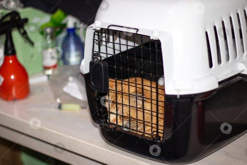 Скачать Оранжевый хищный кот дремлет в металлической клетке с черно-белой решеткой фотосток Ozero