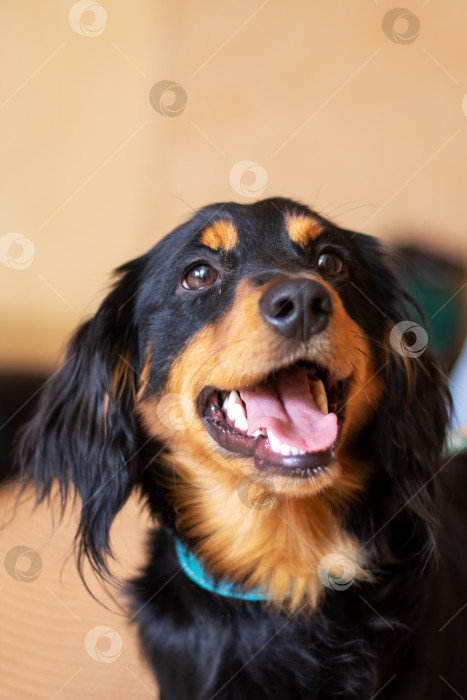 Скачать Черно-коричневая собака из спортивной группы с открытой пастью фотосток Ozero