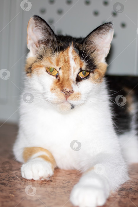 Скачать Пестрый кот с усами и шерстью лежит на полу и пристально смотрит в камеру фотосток Ozero