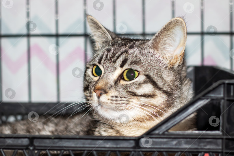 Скачать Серо-белая кошка с желтыми глазами в клетке фотосток Ozero