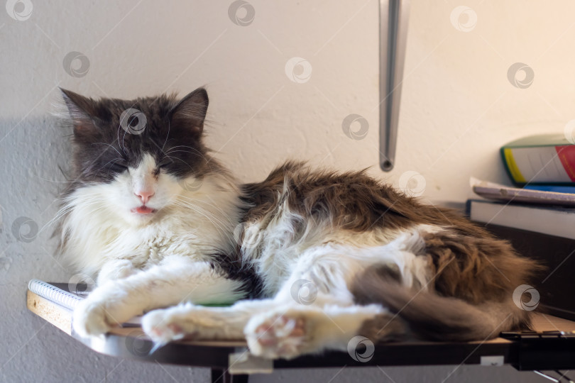 Скачать Кошачья кошка с черно-белой шерстью удобно расположилась на столе фотосток Ozero