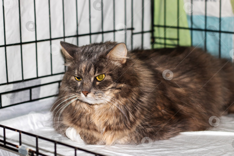 Скачать Кошачий кот с усами и шерстью, лежащий в клетке-укрытии и смотрящий в камеру фотосток Ozero