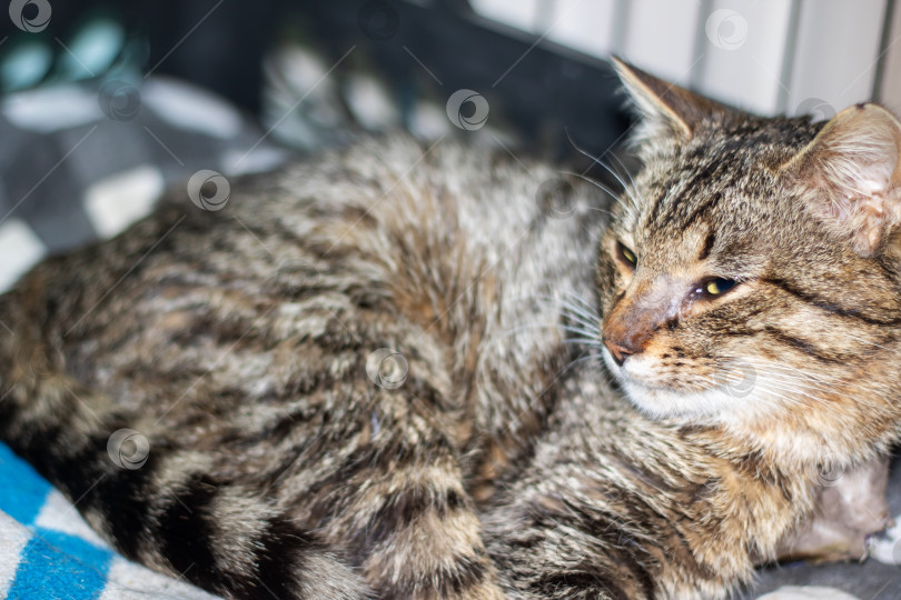 Скачать Вид кошачьих с усами и мехом, лежащий на одеяле и смотрящий в камеру фотосток Ozero