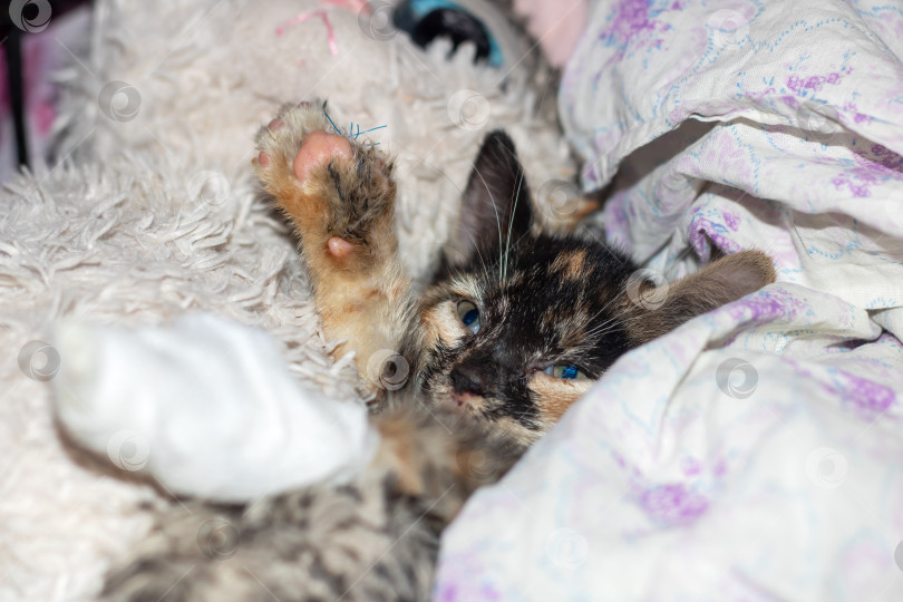 Скачать Маленькая или среднего размера кошка семейства кошачьих с желтовато-коричневой шерстью лежит на спине на кровати фотосток Ozero
