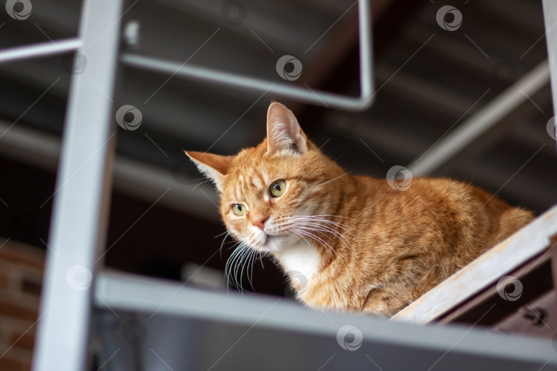 Скачать Кошка, сидящая на полке и смотрящая в камеру снизу вверх фотосток Ozero